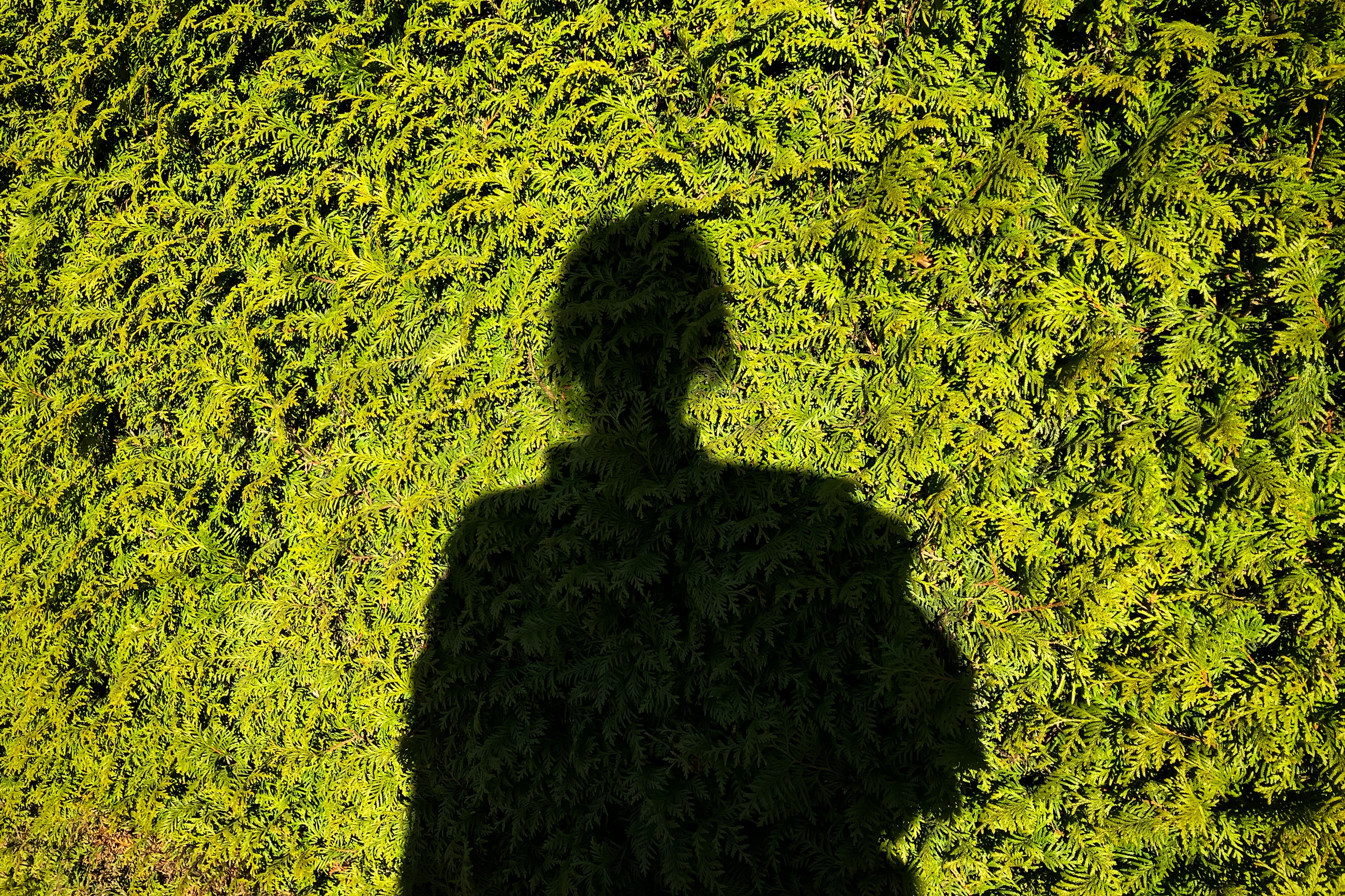 Selfie i tuja