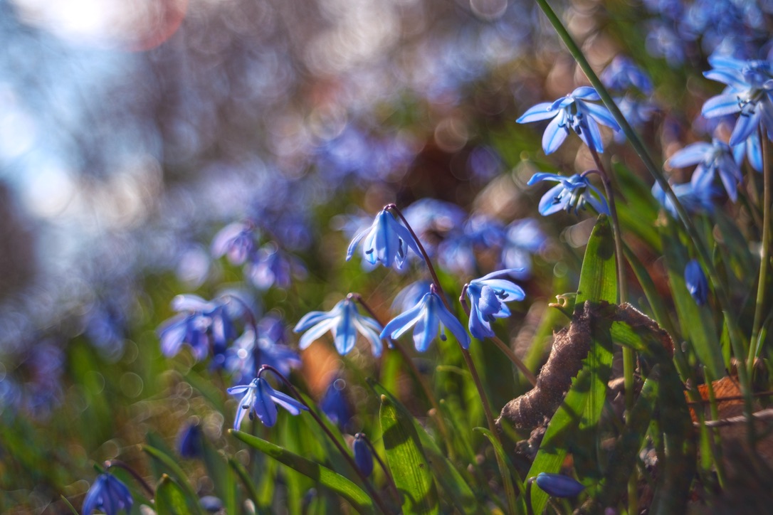 Vårblommor runt Åbackarna